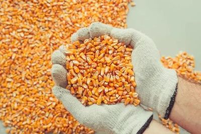 我国推进饲料中玉米、豆粕的减量替代;生鲜农产品配送风险最大;多点赴美IPO